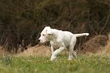 DOGUE ARGENTIN 134
